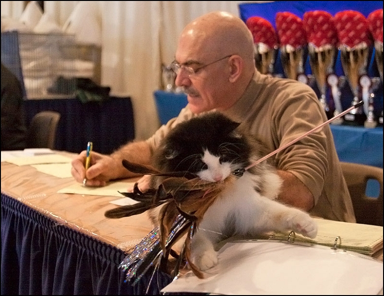 Ellboy du Soleil de Minuit 11.jpg - Ellboy du Soleil de Minuit